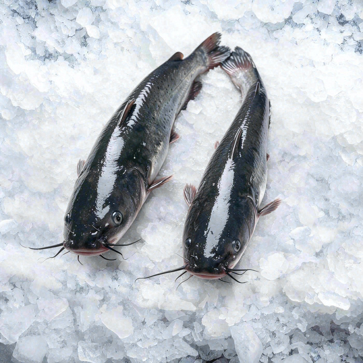Catfish Whole (1pc, 2-3lbs)