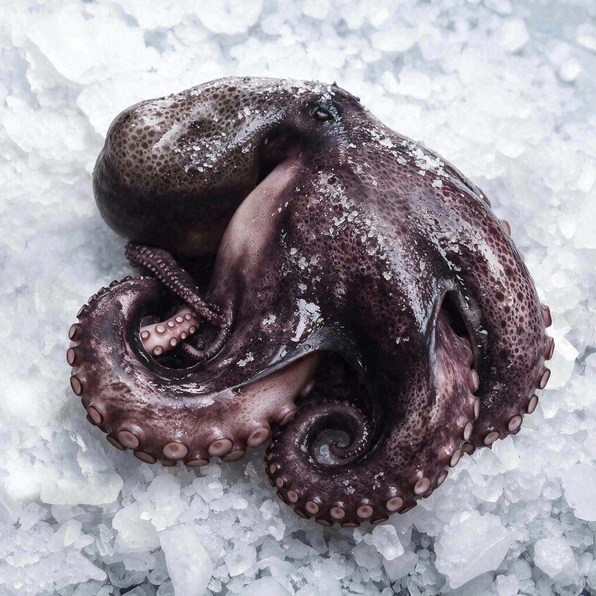 Whole Octopus (4-6 lbs)