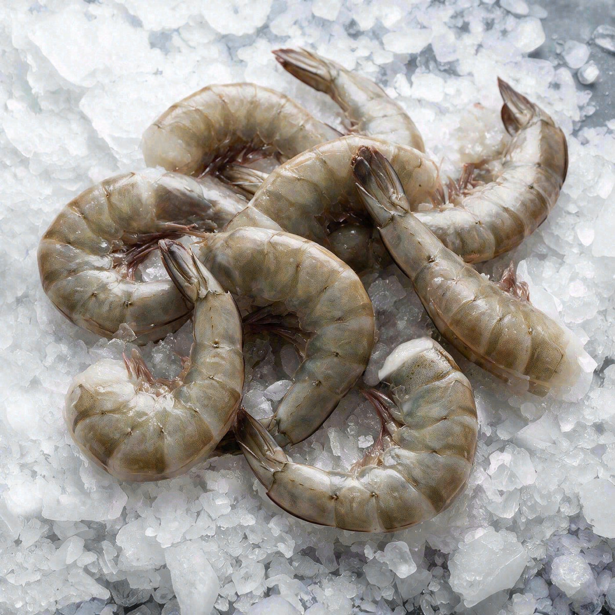 XXL Shrimp 8/12 (2lbs)