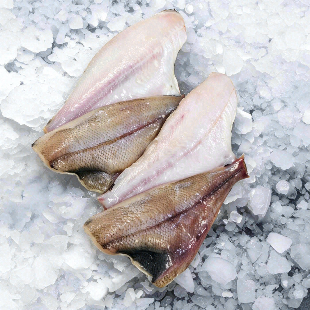 Sand Dab (2lbs)