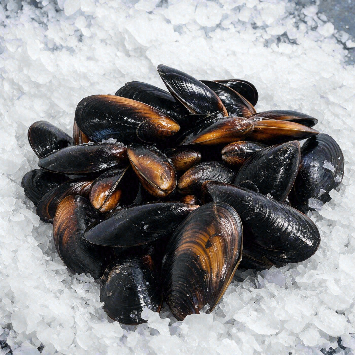 Black Mussel (2lb)