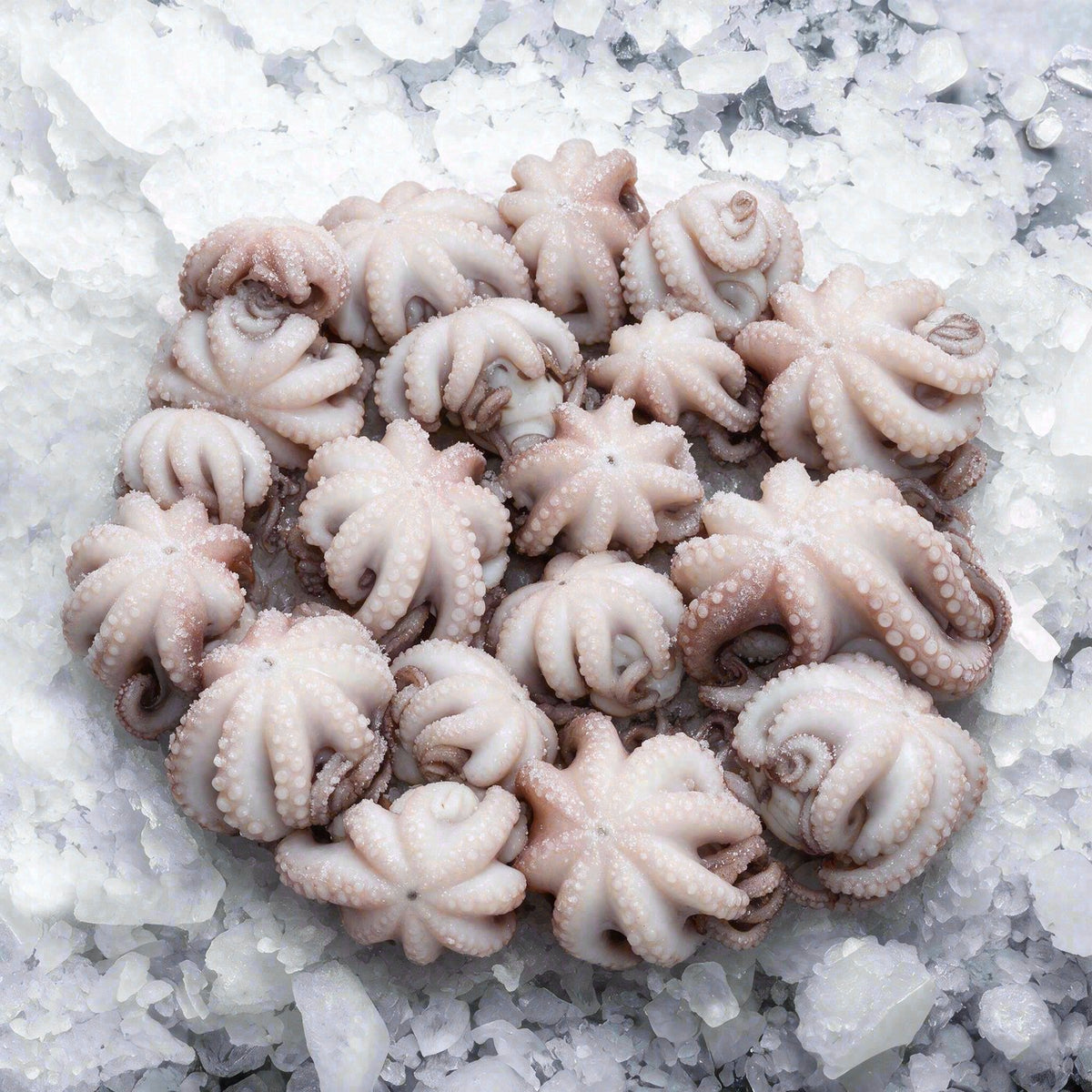 Pulpo bebé (1 kg)