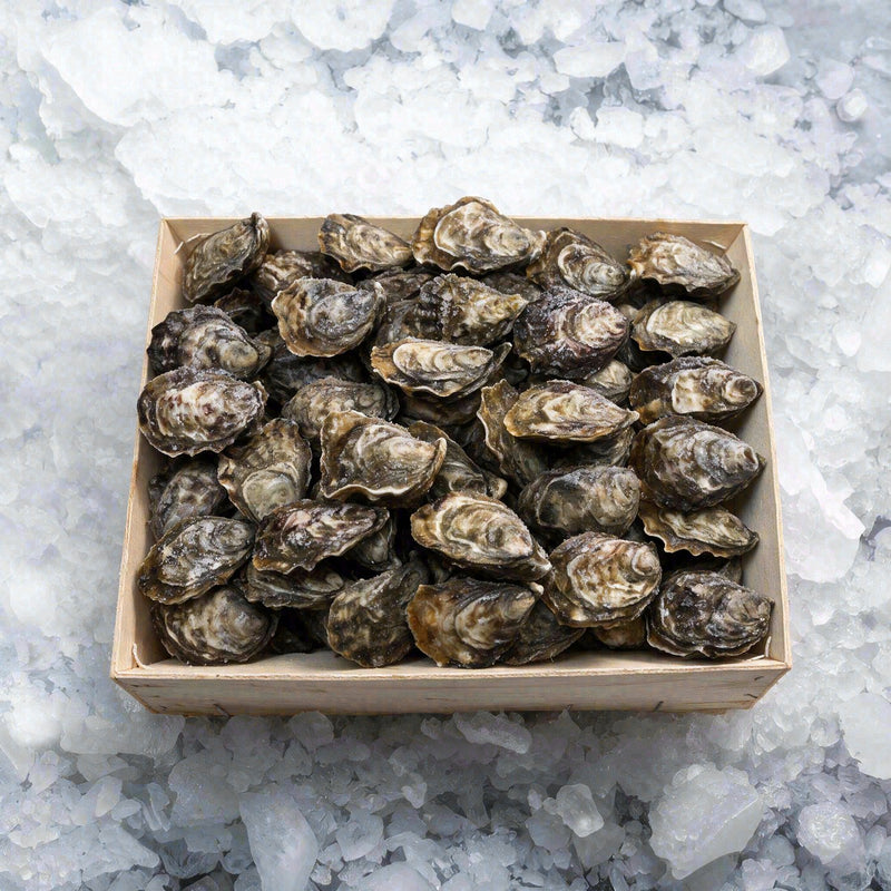 Mexican Oyster (100pcs)