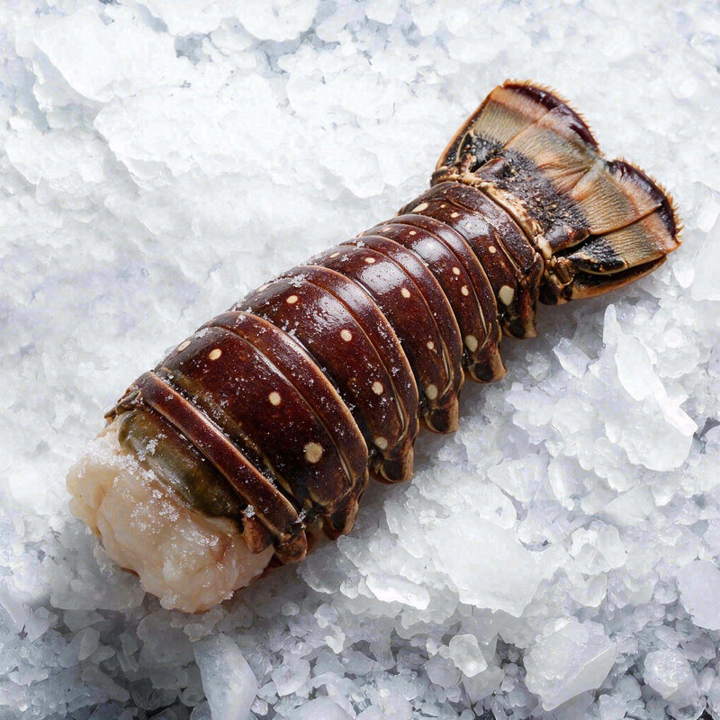 Lobster Tail Colossal (1pc)