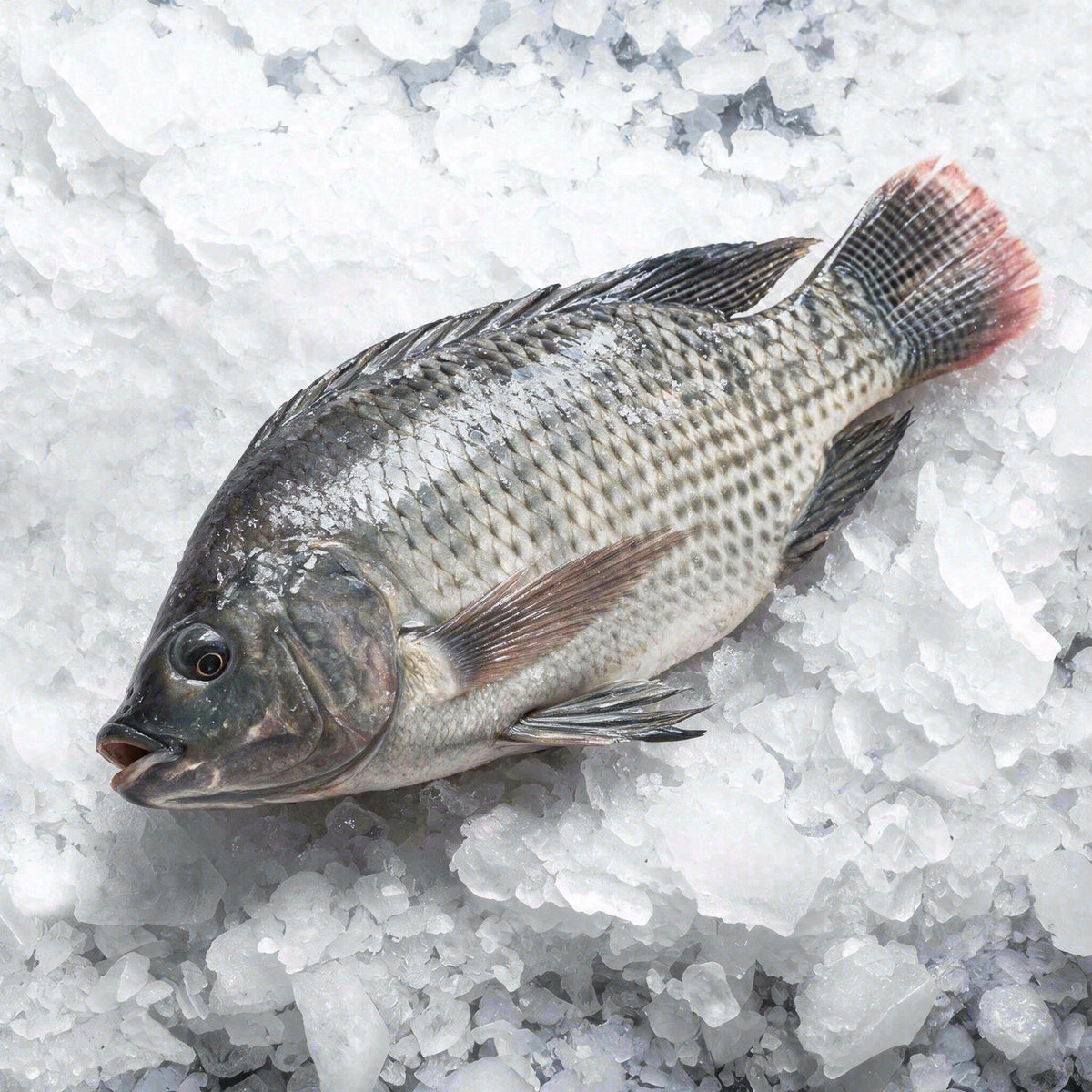 Whole Tilapia Case 550 (40lbs)