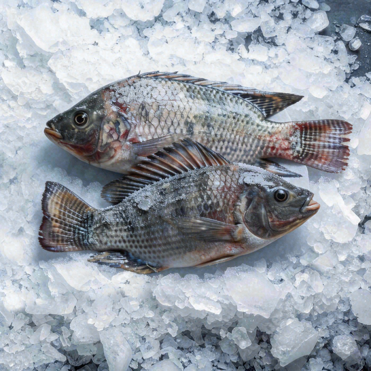 Whole Tilapia Case 750 (40lbs)