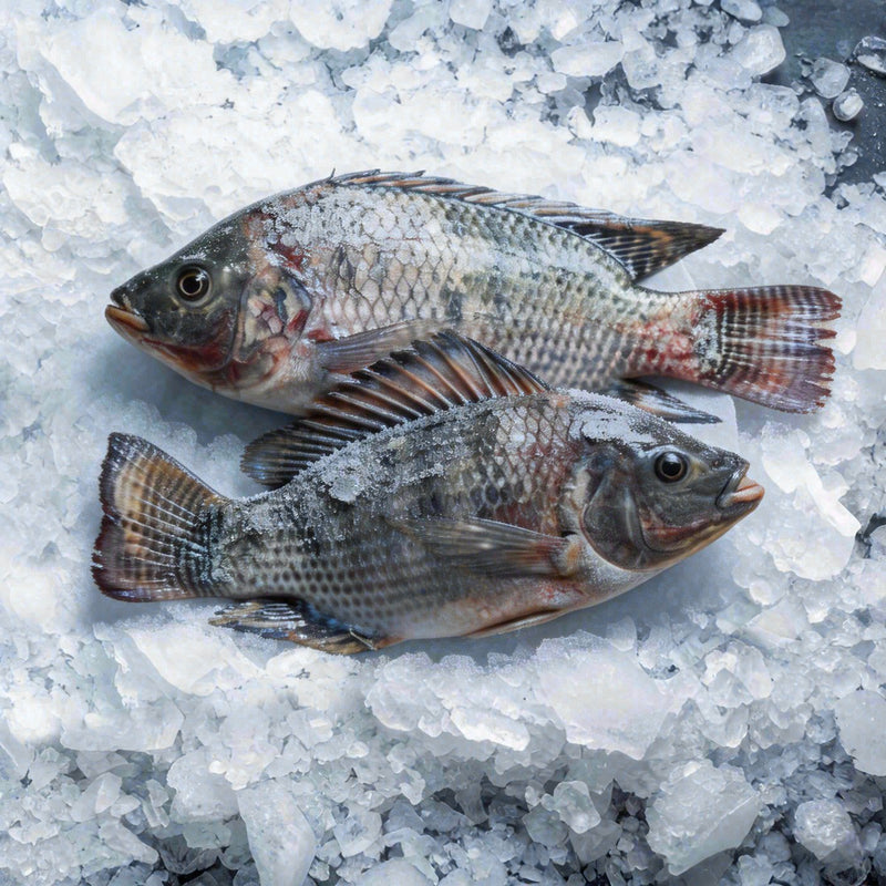 Whole Tilapia Case 750 (40lbs)