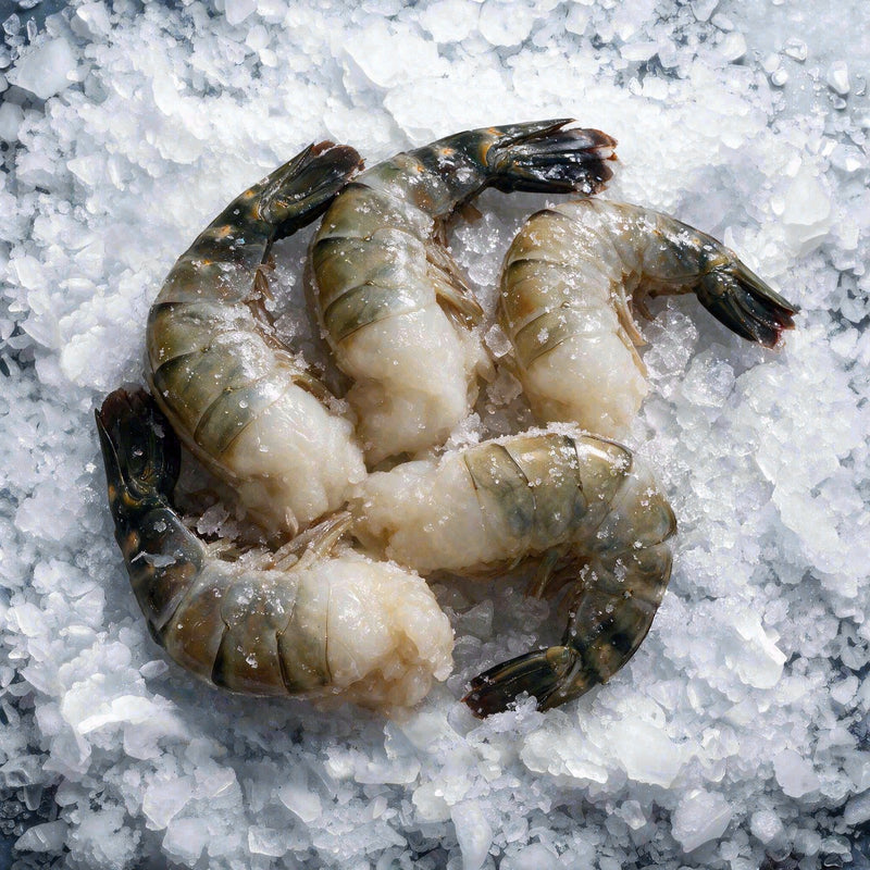 Colossal Freshwater Shrimp (1lb)