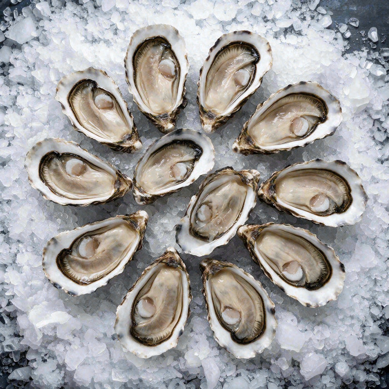 Half Shell Oyster (144pcs)