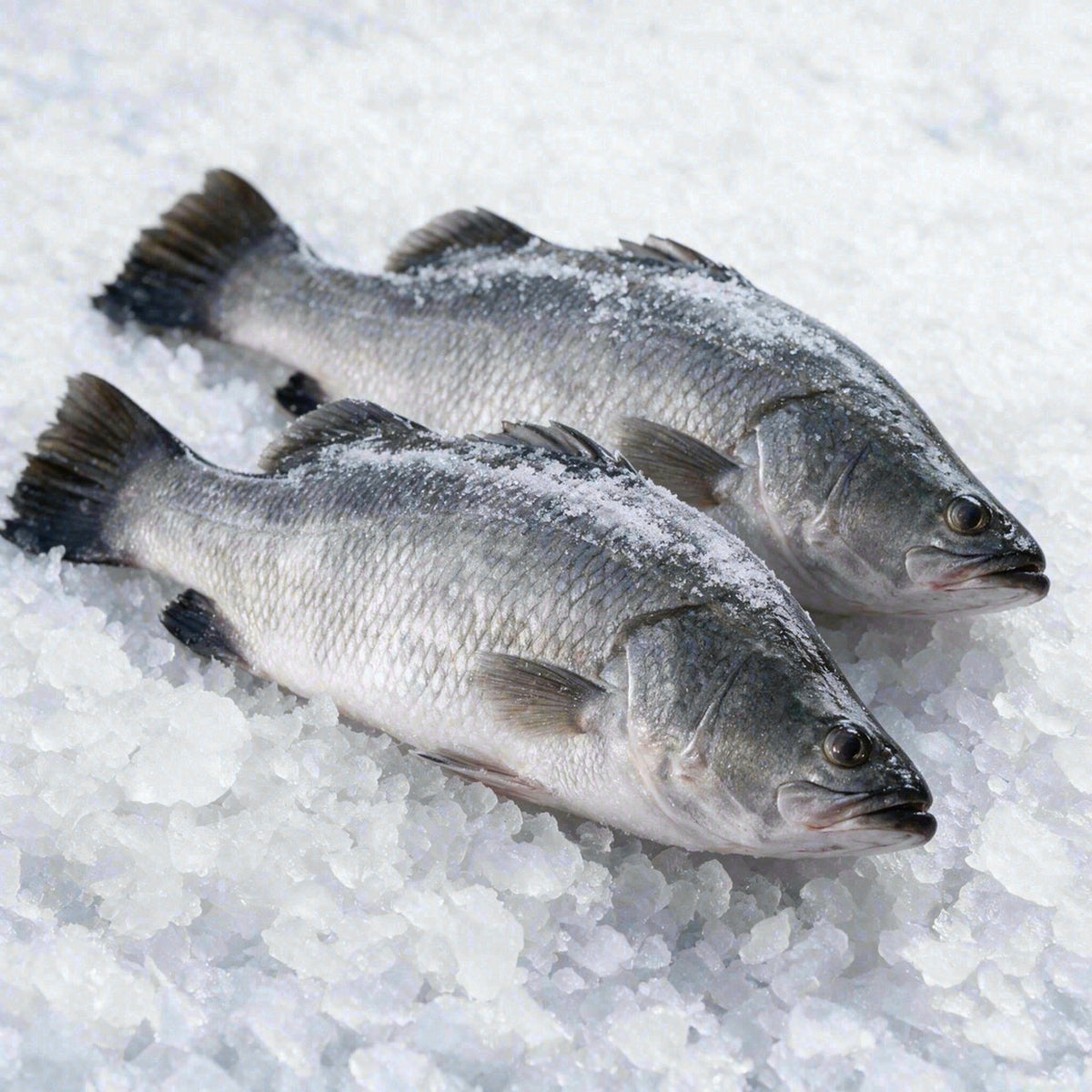 Caja de barramundi entero (40 lb)
