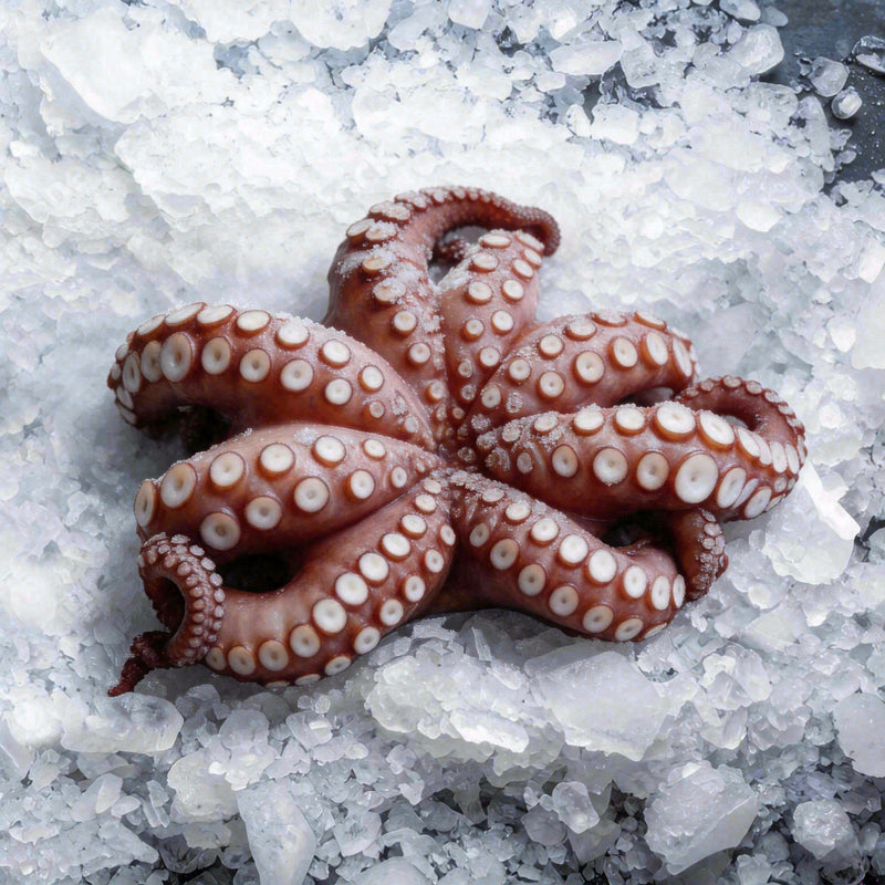 Mexican Octopus 1/2 Case (22lbs)